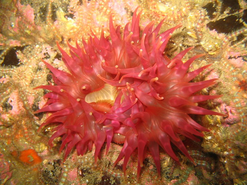 2009-05-23 St Abbs 062.jpg